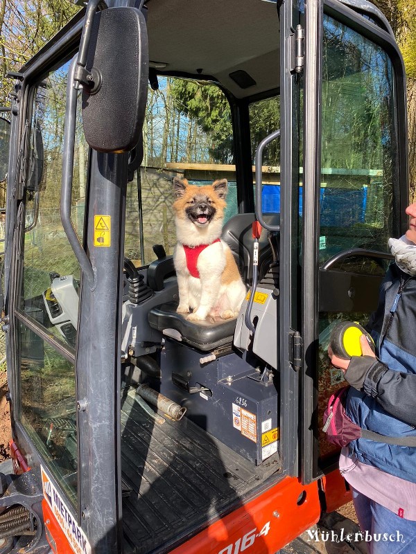 Gretchen und Inu lieben Bagger fahren