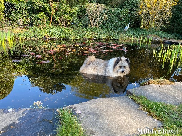 Bonnie liebt ihren Teich