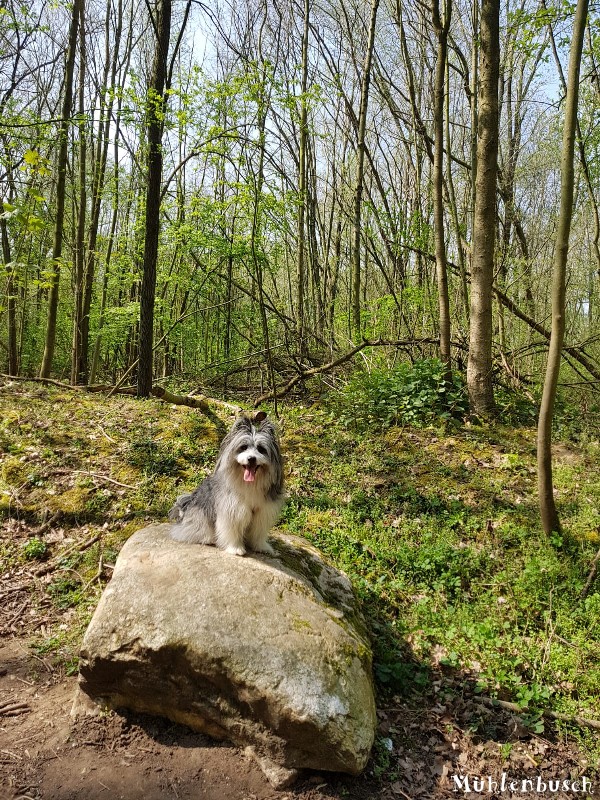 Luna genießt die Spaziergänge im Wald