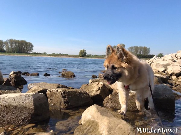 Holly am Rhein