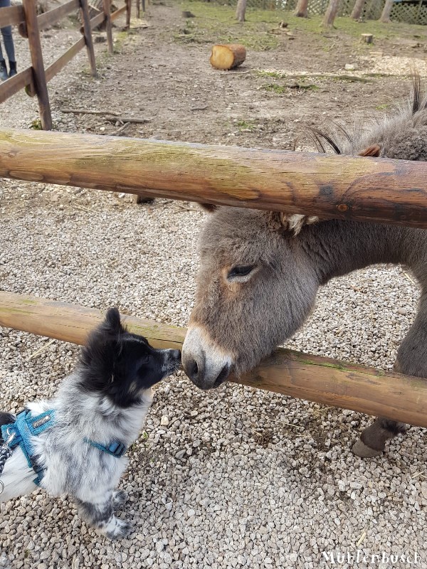 Georgy hat einen neuen Freund gefunden