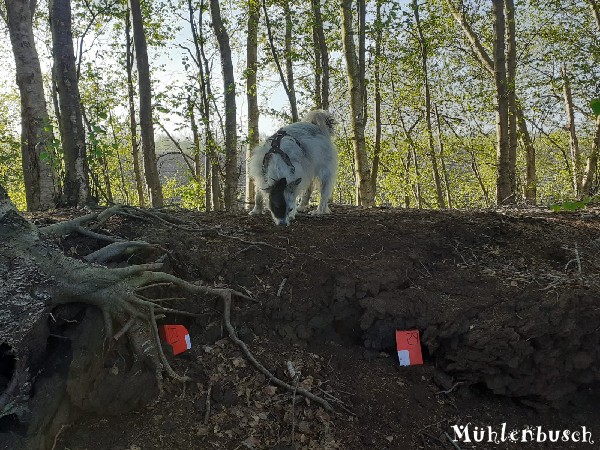 Milou hat ein schönes Hundeleben