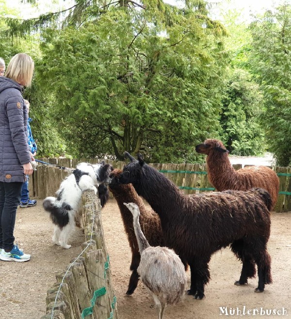 Maja im Tierpark