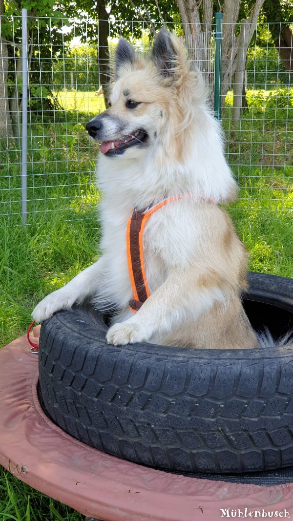 Betti darf endlich wieder in die Hundeschule