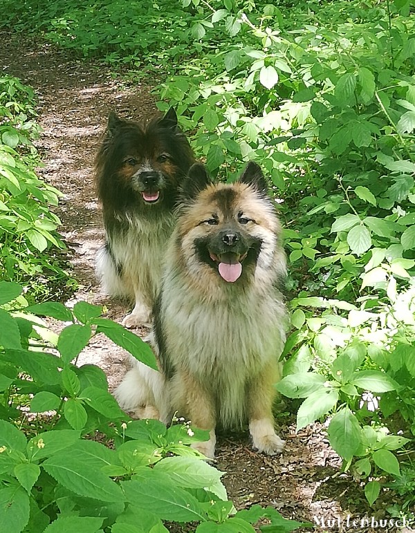 Pinkus und Smudo lieben ihre Waldspaziergänge