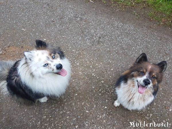 Samu und Amy treffen sich zum Spaziergang