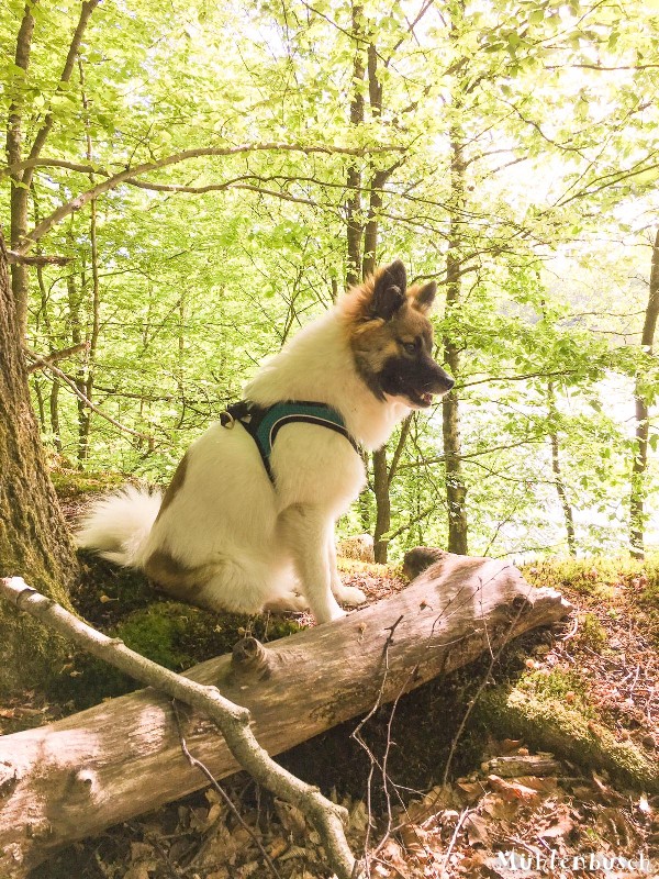 Gretchen im Wald und bei Alpakas