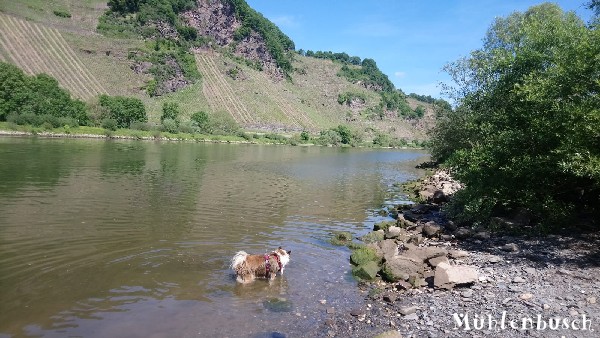 Buddy an der Mosel