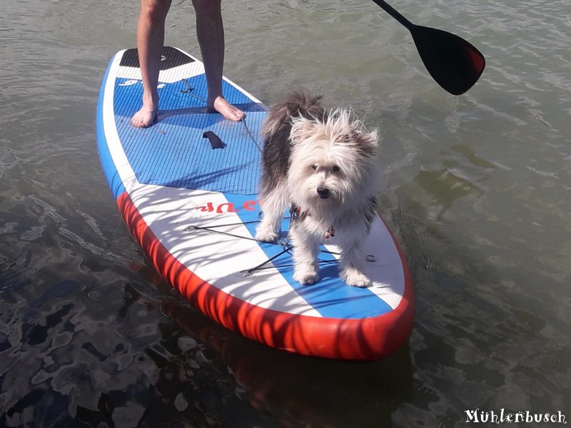 Luna beim Stand Up Paddling