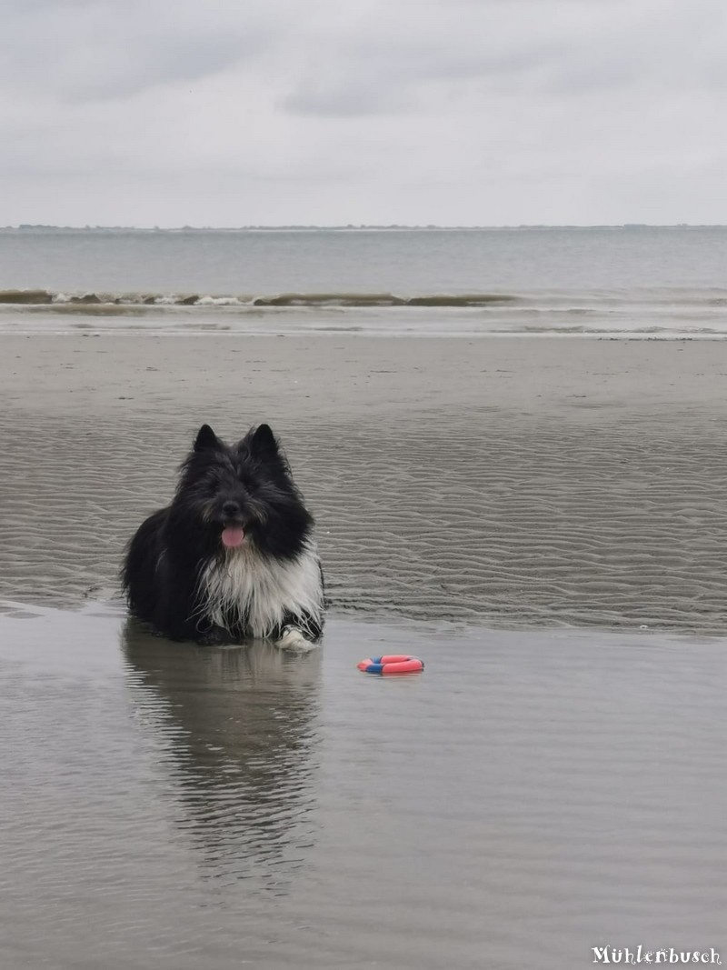 Ositos Urlaub in Zeeland