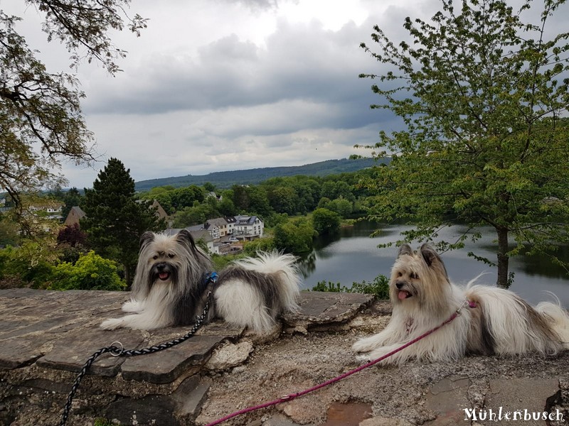 Iggy und Zara in der Eifel