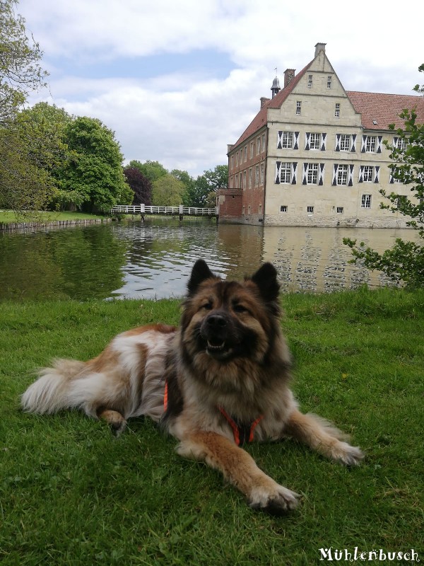 Knappe Smudo von der Burg Hülshoff