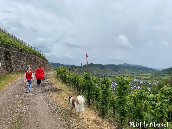 Carlo im Urlaub an der Mosel