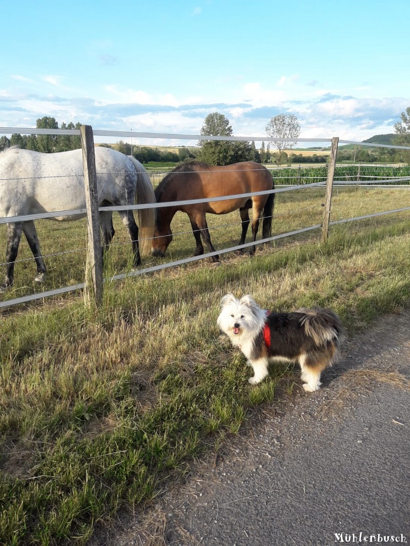 Luna und die Pferde