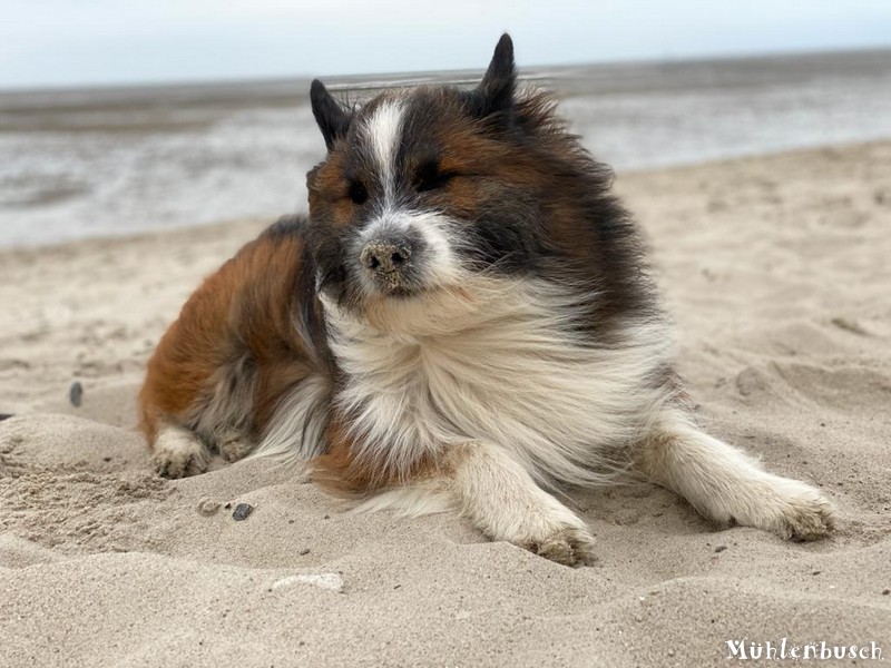 Pepper lässt sich eine Nordseebrise um die Nase wehen