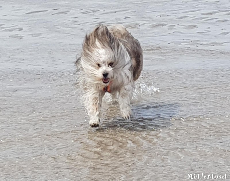 Alina in Zeeland