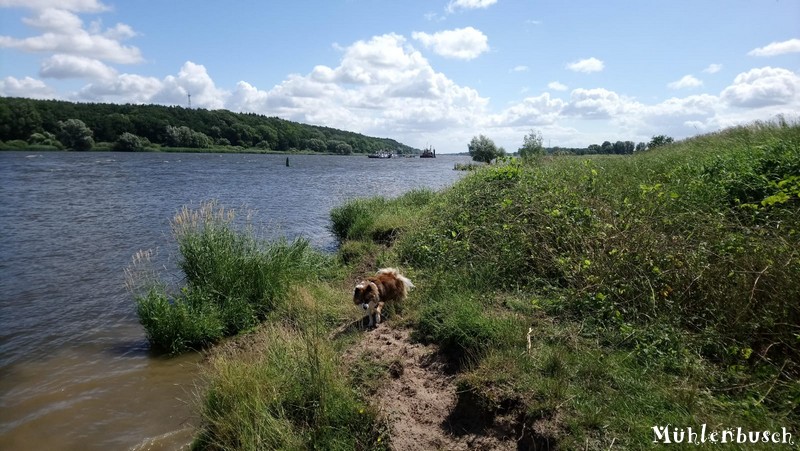 Buddy schwimmt in der Elbe