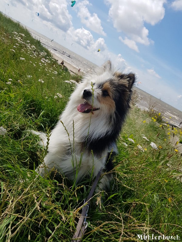 Diego in Harlingen an der Nordsee