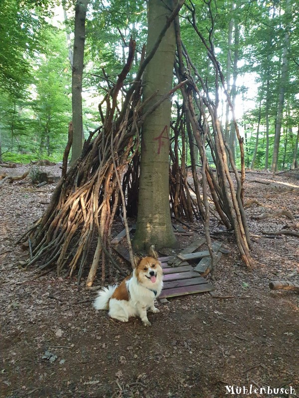 Samu und das Tipi