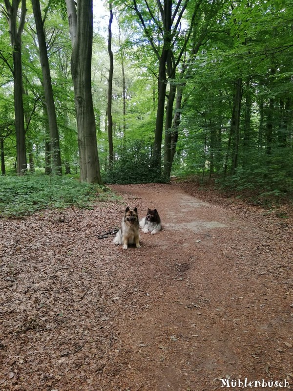 Smudo und Pinkus im Wald