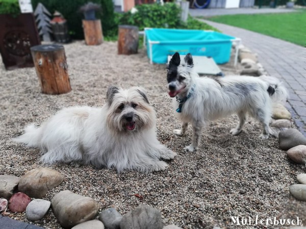 Oskar und Milou sind gute Kumpel