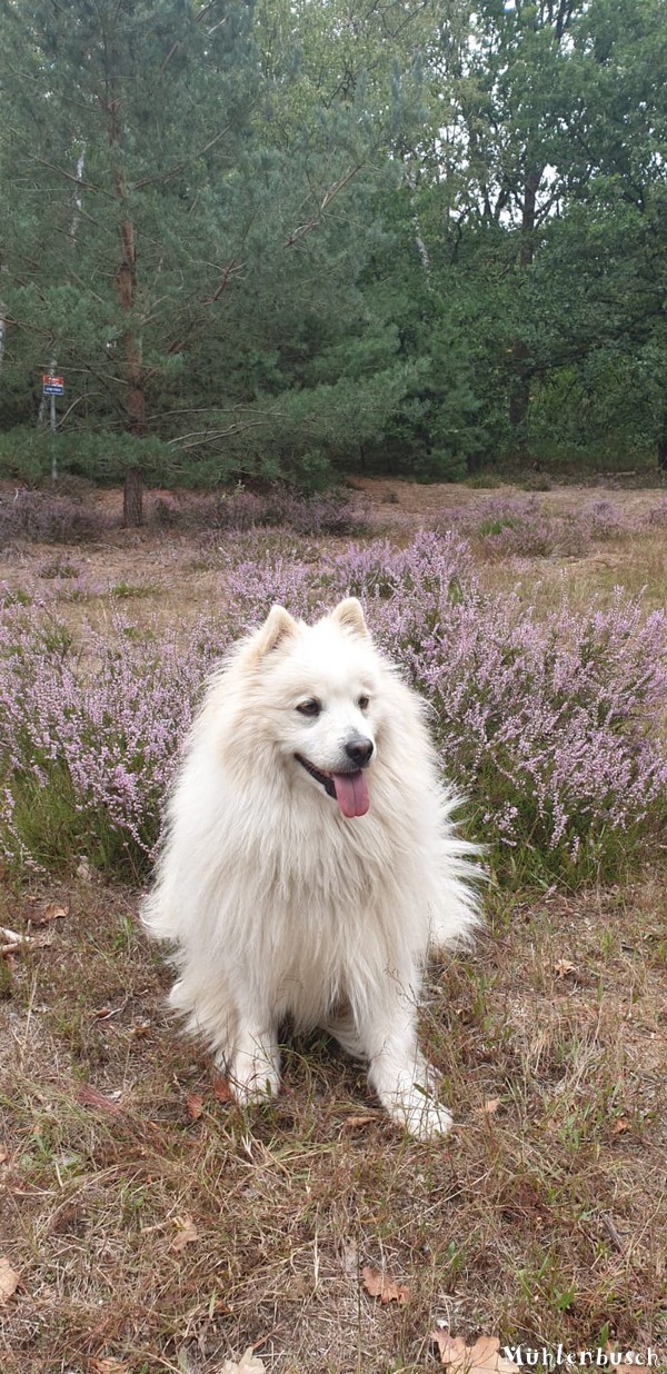 Anton in der Heide vom Grenzwald