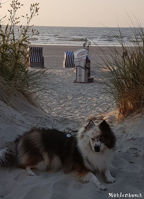 Samu entspannt im Urlaub