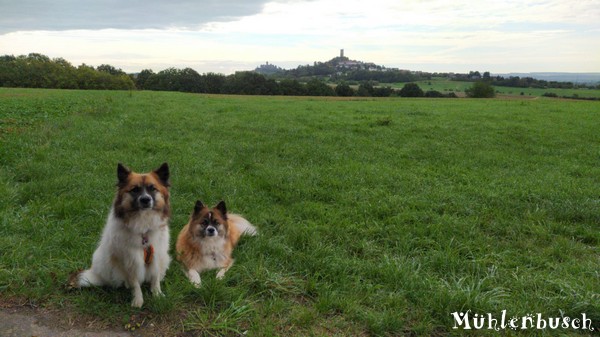 Yosie und Lena unterwegs auf grünen Wiesen