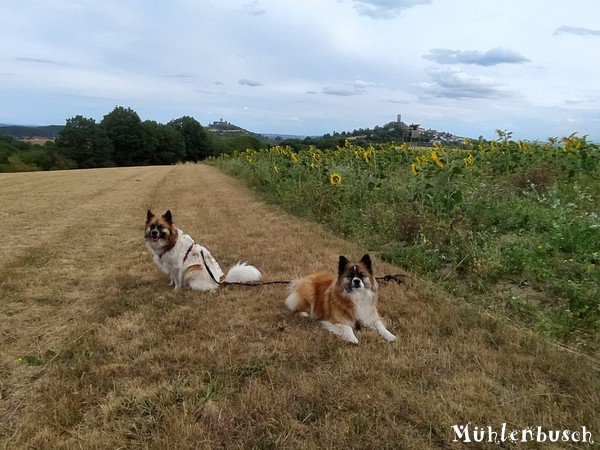 Yosie, Lena und die Sonnenblumen