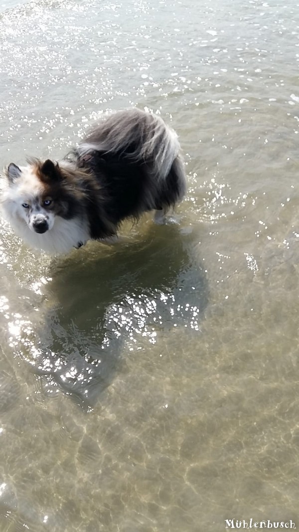 Samu in der Nordsee