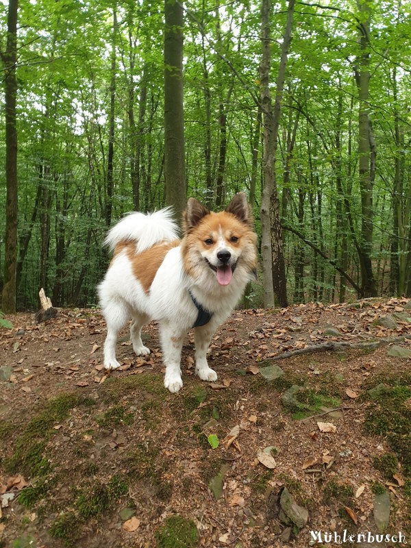 Samu im Wald und mit Bademantel