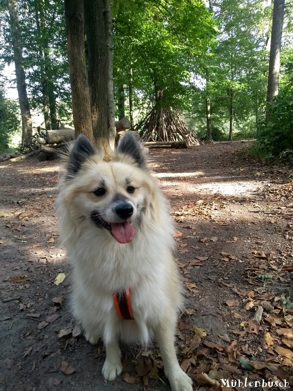 Betti durchstreift den Wald