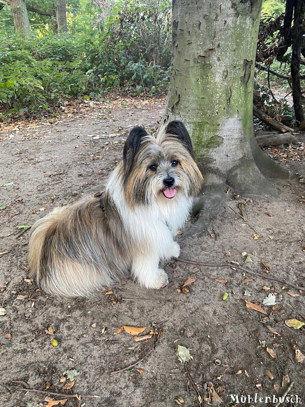 Bonnie liebt die Waldspaziergänge ebenfalls