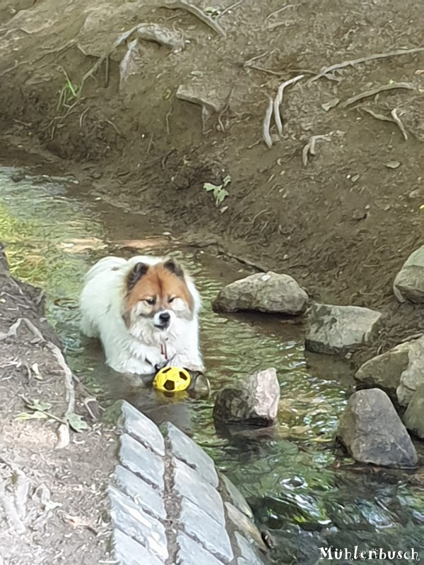 Kalle und sein Ball