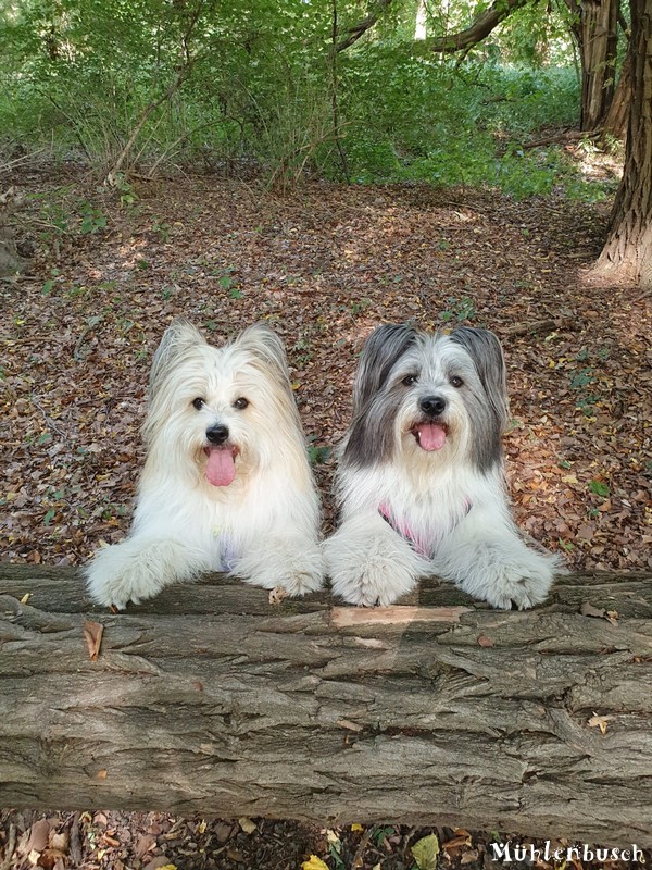 Josy und Lina posieren im Wald