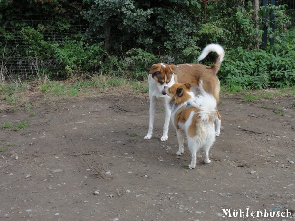 Samu und ein Hundekumpel