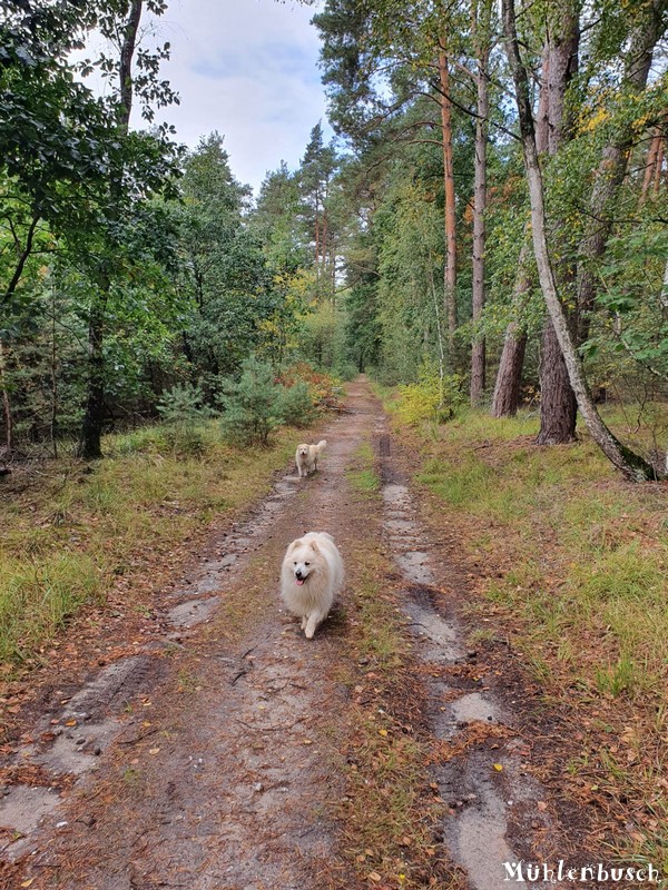 Antons Herbstwanderung