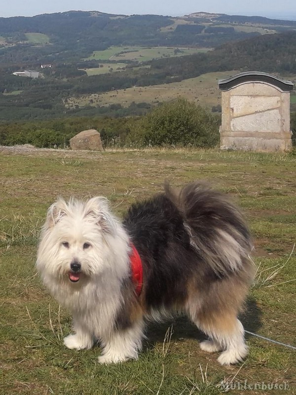 Luna und Dooley – zwei gleiche und ungleiche Geschwister