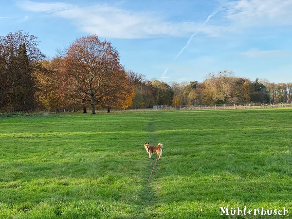 Allein auf der Wiese … oder wo sind sie denn alle hin?