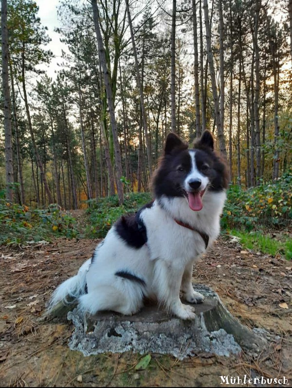 Maia genießt die Waldspaziergänge im November