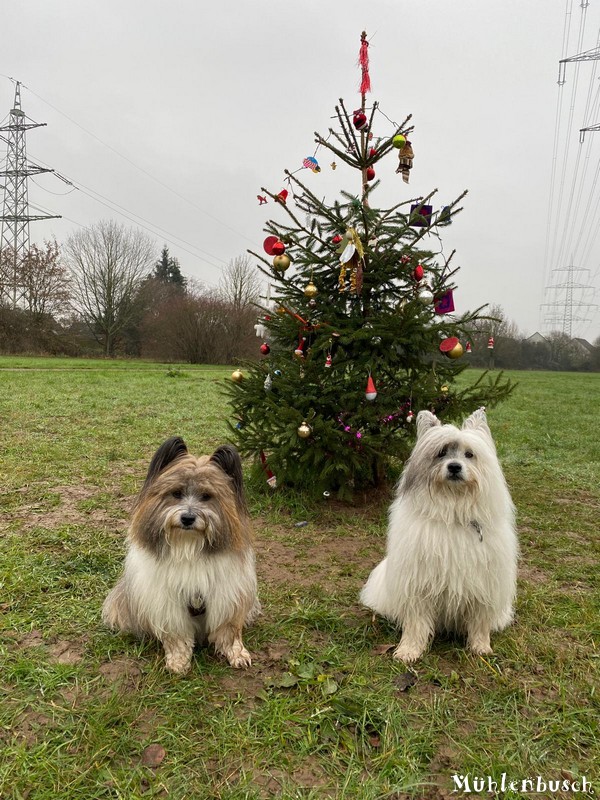 Ein Weihnachtsbaum auf weiter Flur