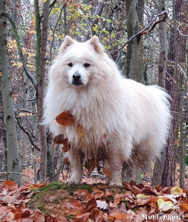 Anton, der König des Waldes