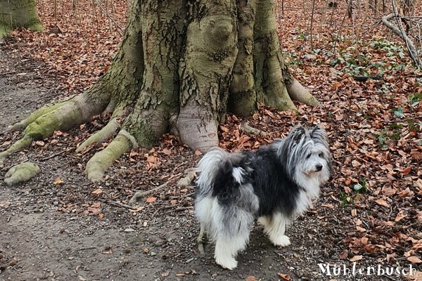 Luna hat ein Wunderbäumchen getroffen