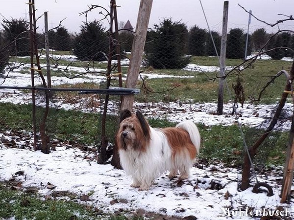 Ein Blümchen im Schnee