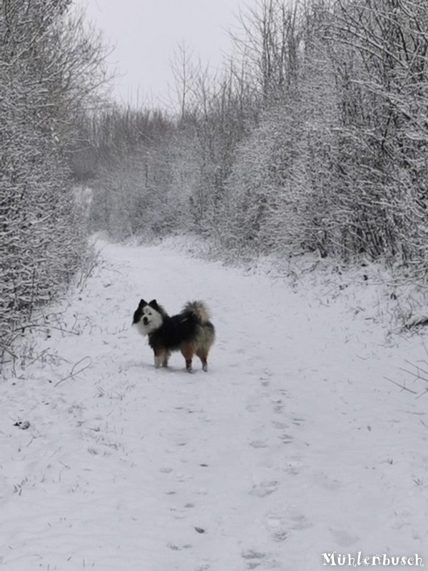 Wickys Spaß im Schnee