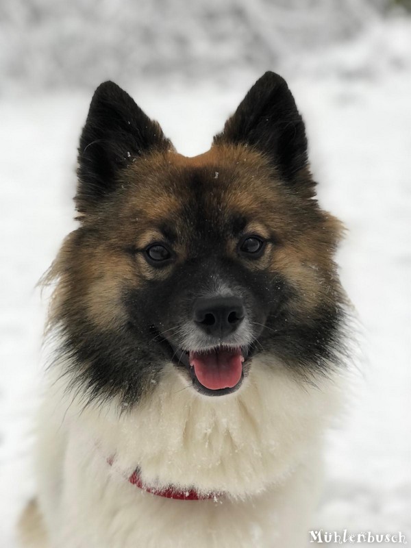 Ein Gretchen im Schnee