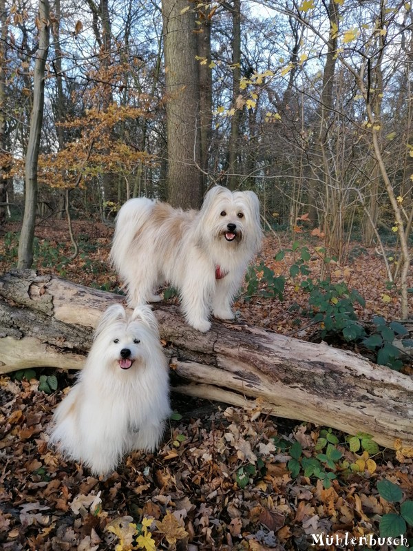 Loui und Ayumi im Wald