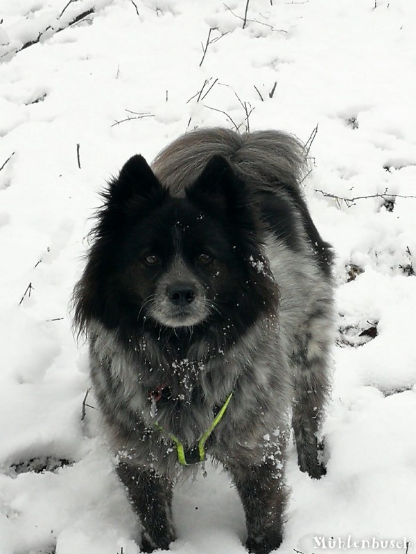 Nelson im Schnee