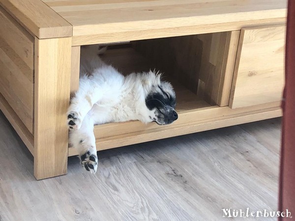 Filou (Justin) hat eine Höhle im Wohnzimmer entdeckt