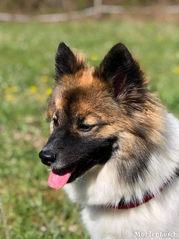 Tiergestützte Interventionen mit Hund Gretchen